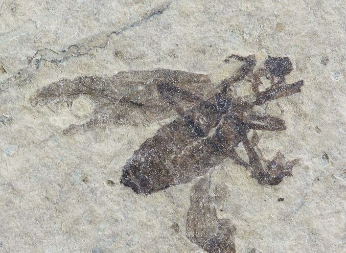 Fossil March Fly (Plecia) - Green River Formation #65165